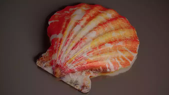 Lion Paw Scallop Nodipecten Nodosus Shell 8