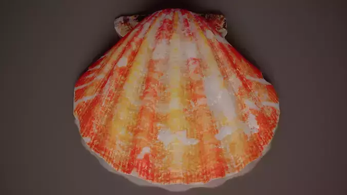 Lion Paw Scallop Nodipecten Nodosus Shell 8 Low-poly 3D model 4