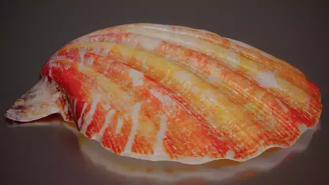 Lion Paw Scallop Nodipecten Nodosus Shell 8 Low-poly 3D model 5