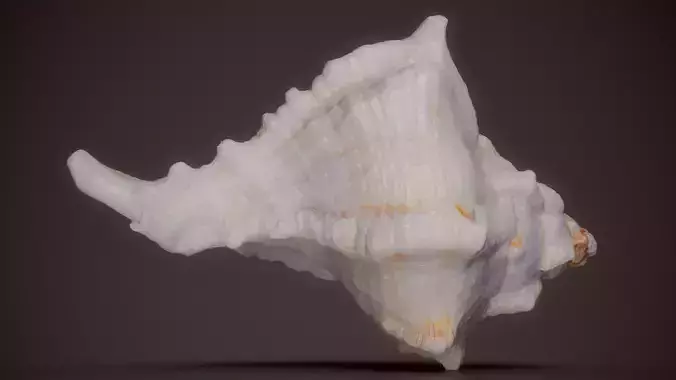 Lightning Whelk Sinistrofulgur Perversum Shell 30