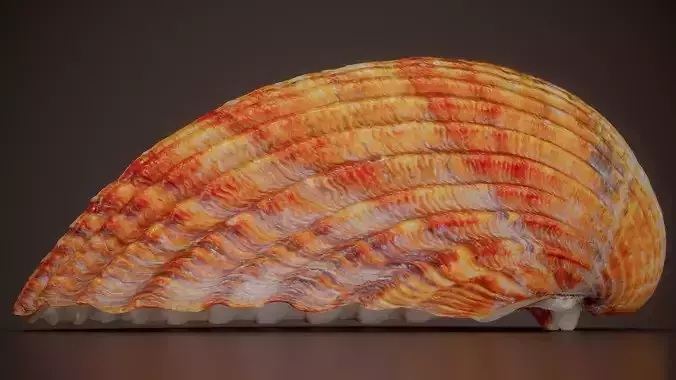 Giant Heart Cockle Dinocardium Robustum Shell 21
