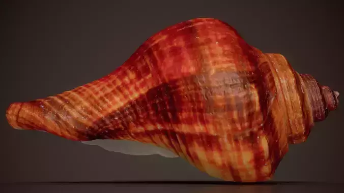 Florida Horse Conch Triplofusus Giganteus Shell 16