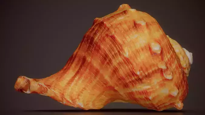 Fighting Conch Strombus Alatus Shell 10