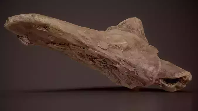 Smooth Driftwood Branch Hardwood Wood Small 15