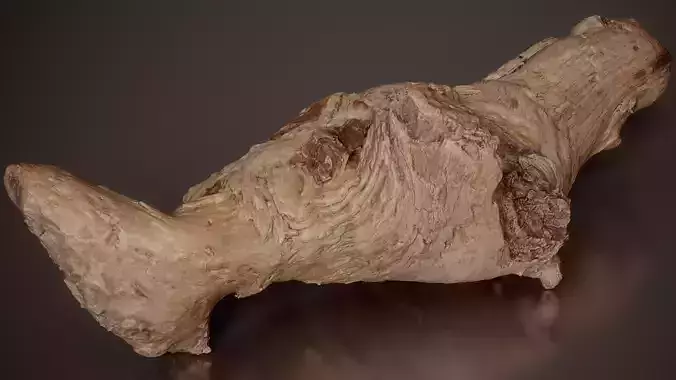 Oak Branch Junction Quercus Wood Small 6 Low-poly 3D model