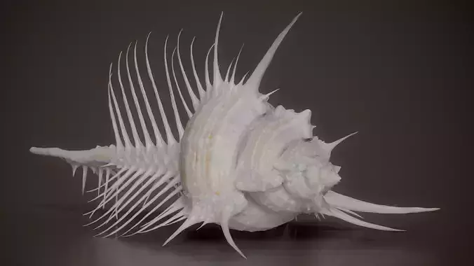 Venus Comb Murex Murex Pecten Shell 65