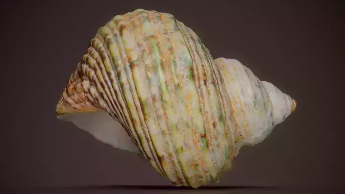 Green Turban Shell Turbo Marmoratus Shell 13