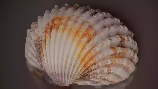 Cockle Shell Trachycardium Shell 39