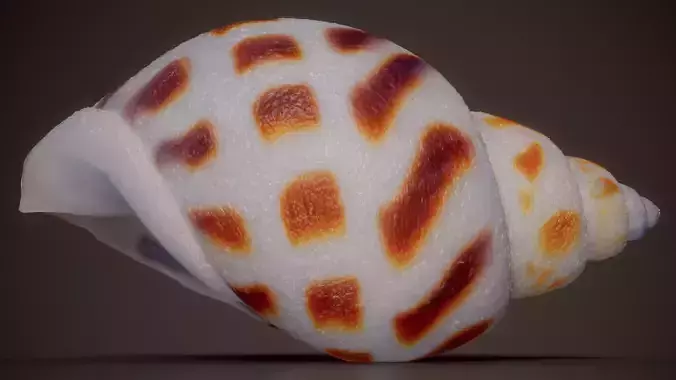 Babylonia Shell Babylonia Areolata Shell 50