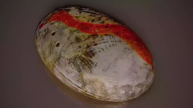 Abalone Haliotis Shell 6