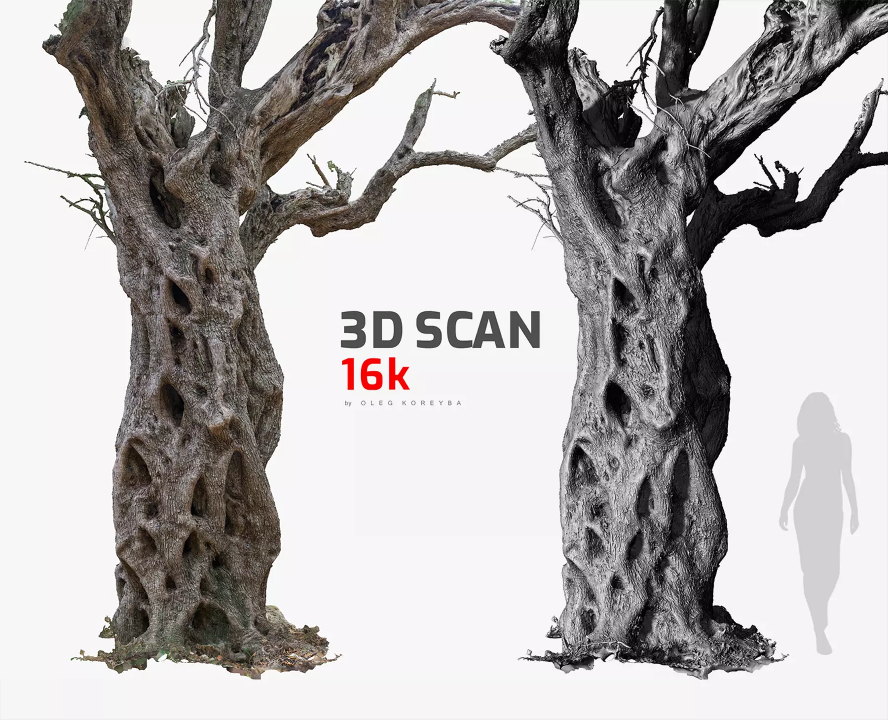 Olive Tree 3D Scan 1x16k and 2x16k Textures OBJ Low-poly 3D model