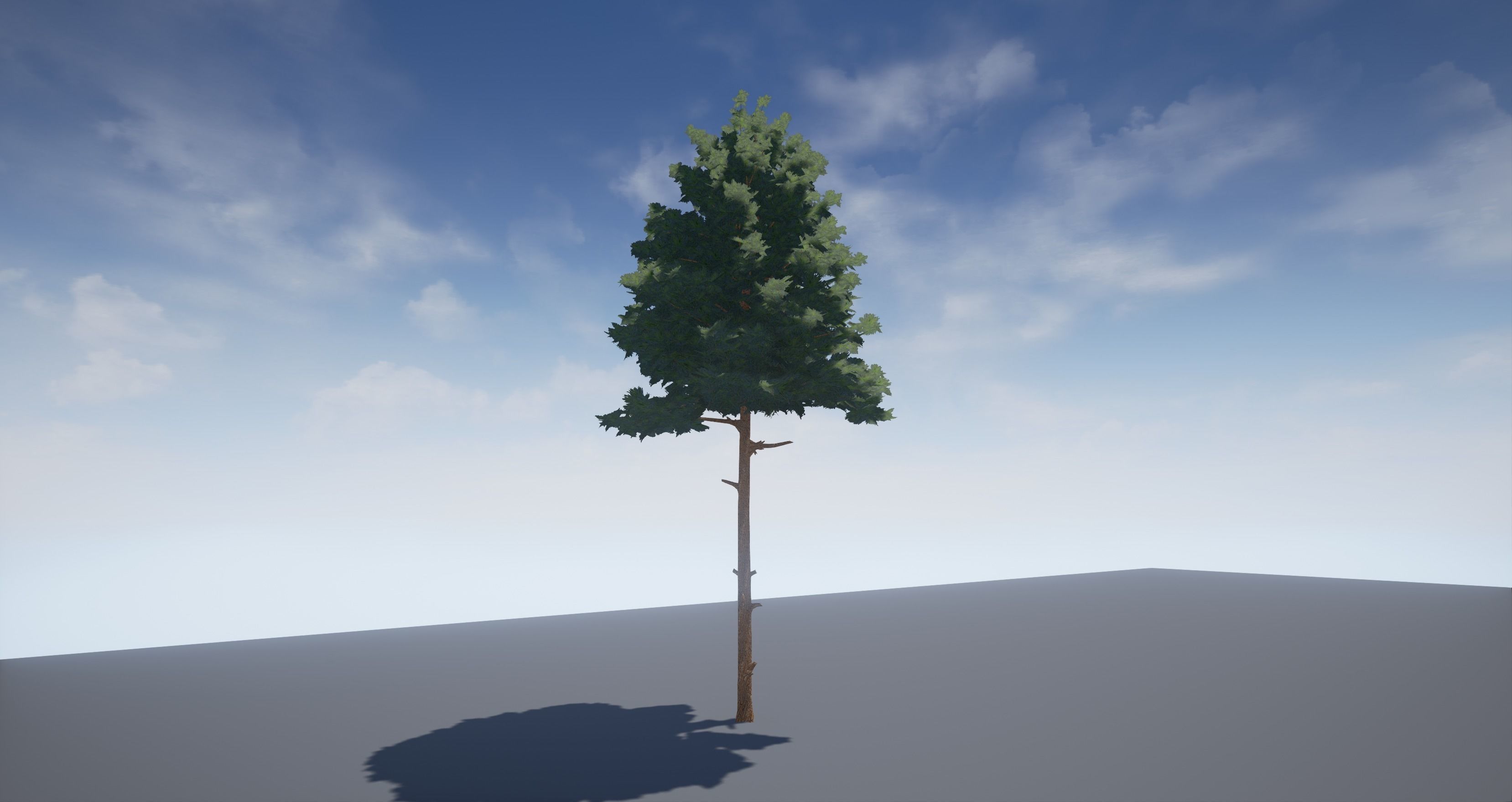 Pine Tree 1 Low-poly 3D model_1