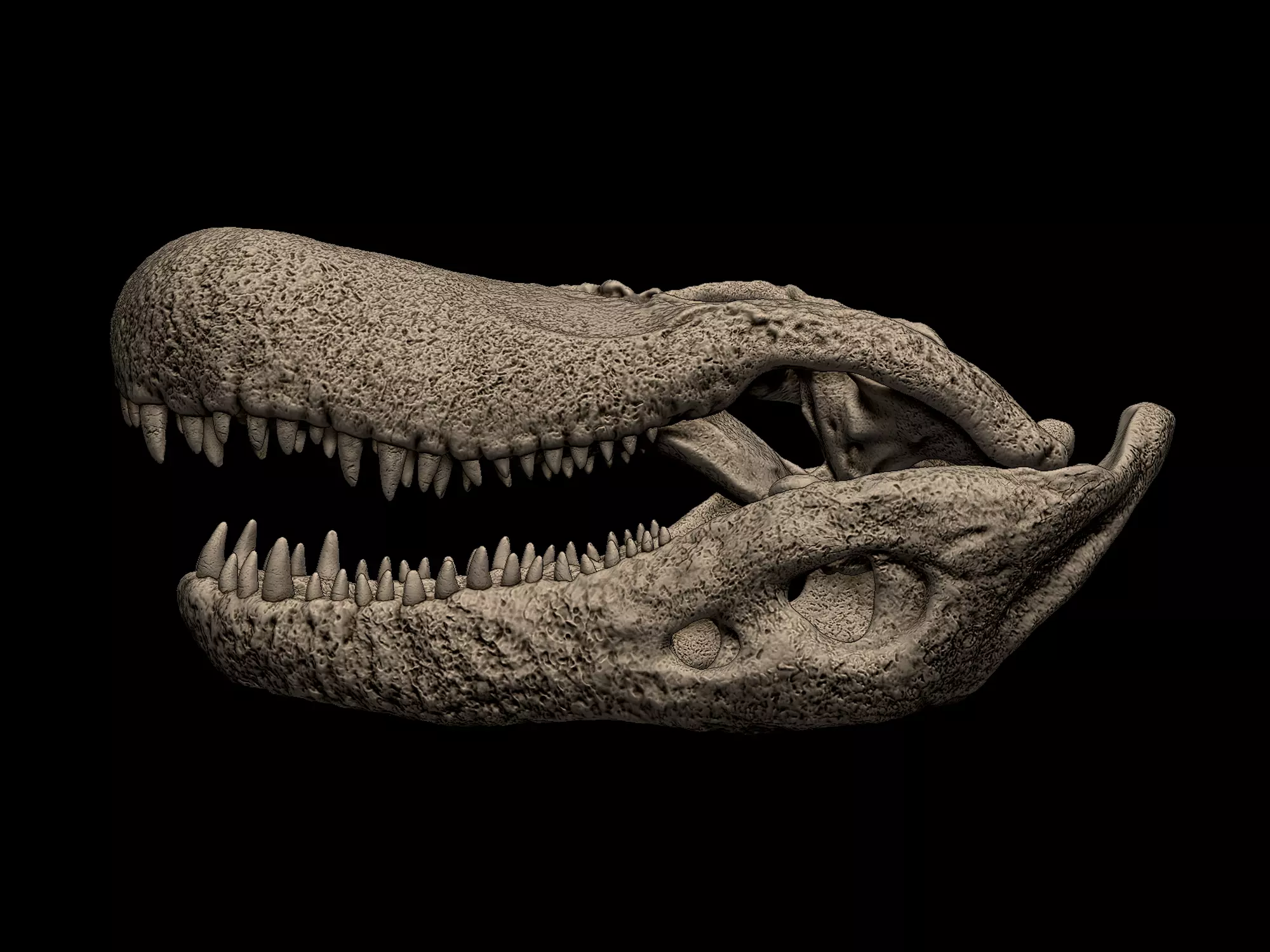 Purussaurus Skull 3D print model