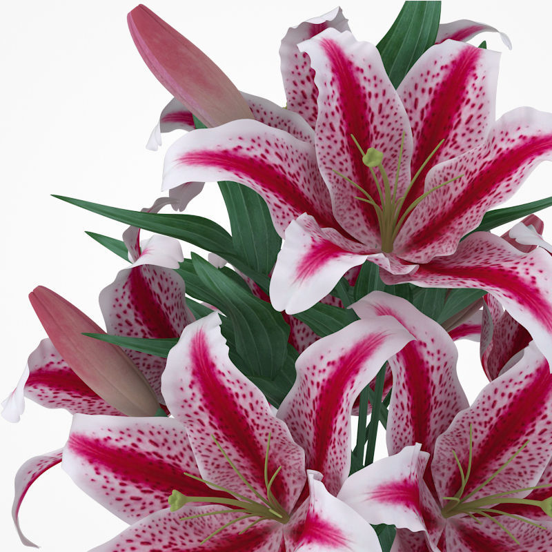 Flower Collection 4 calla lilies in vase 3D model_12