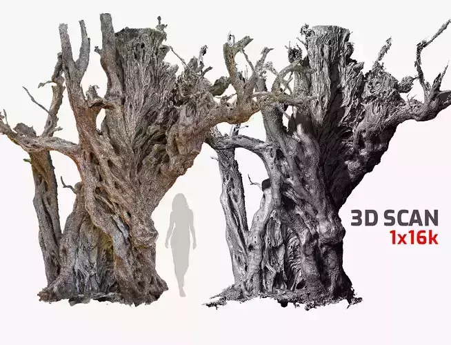 Ancient Giant Cracked Olive Tree 3 RAW 3DScan 1x16k Texture