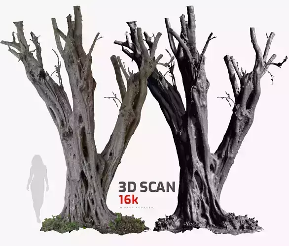 Olive Tree 10 RAW 3D Scan 1x16k Texture OBJ 