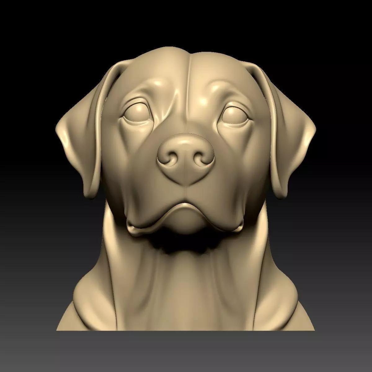 The Head of Dog Free 3D model