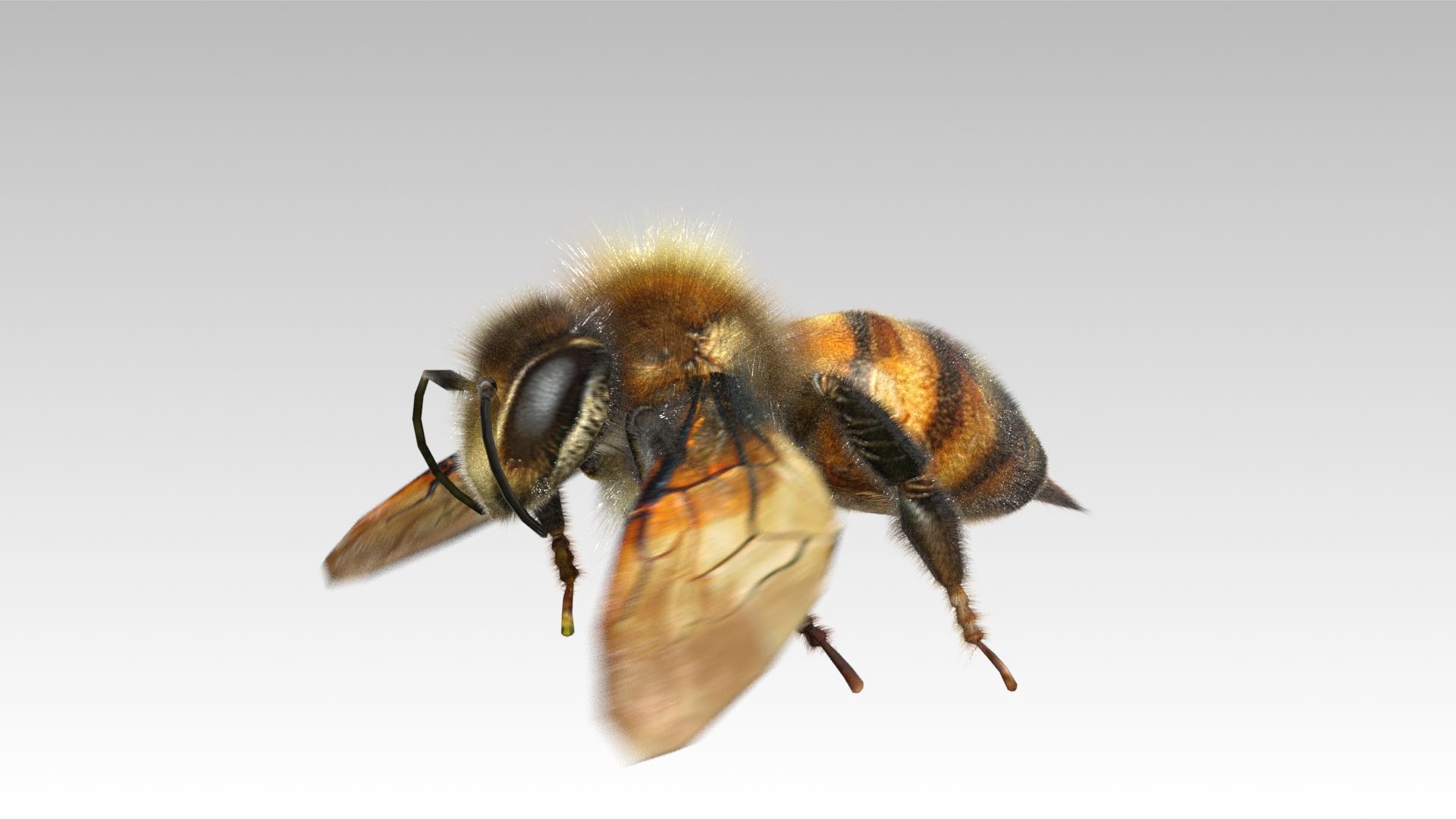 Honey Bee Animated Low-poly 3D model_4