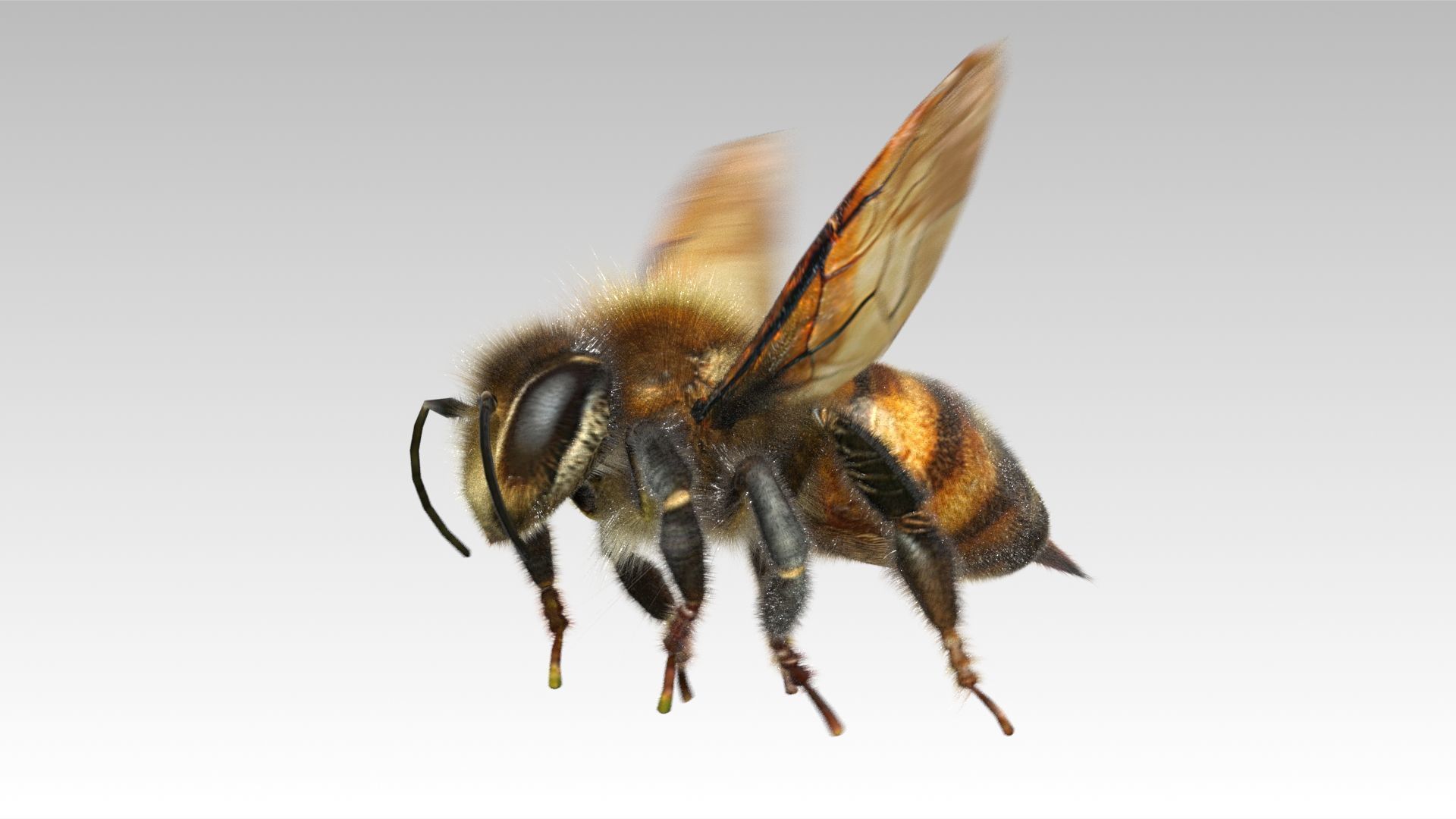 Honey Bee Animated Low-poly 3D model_5