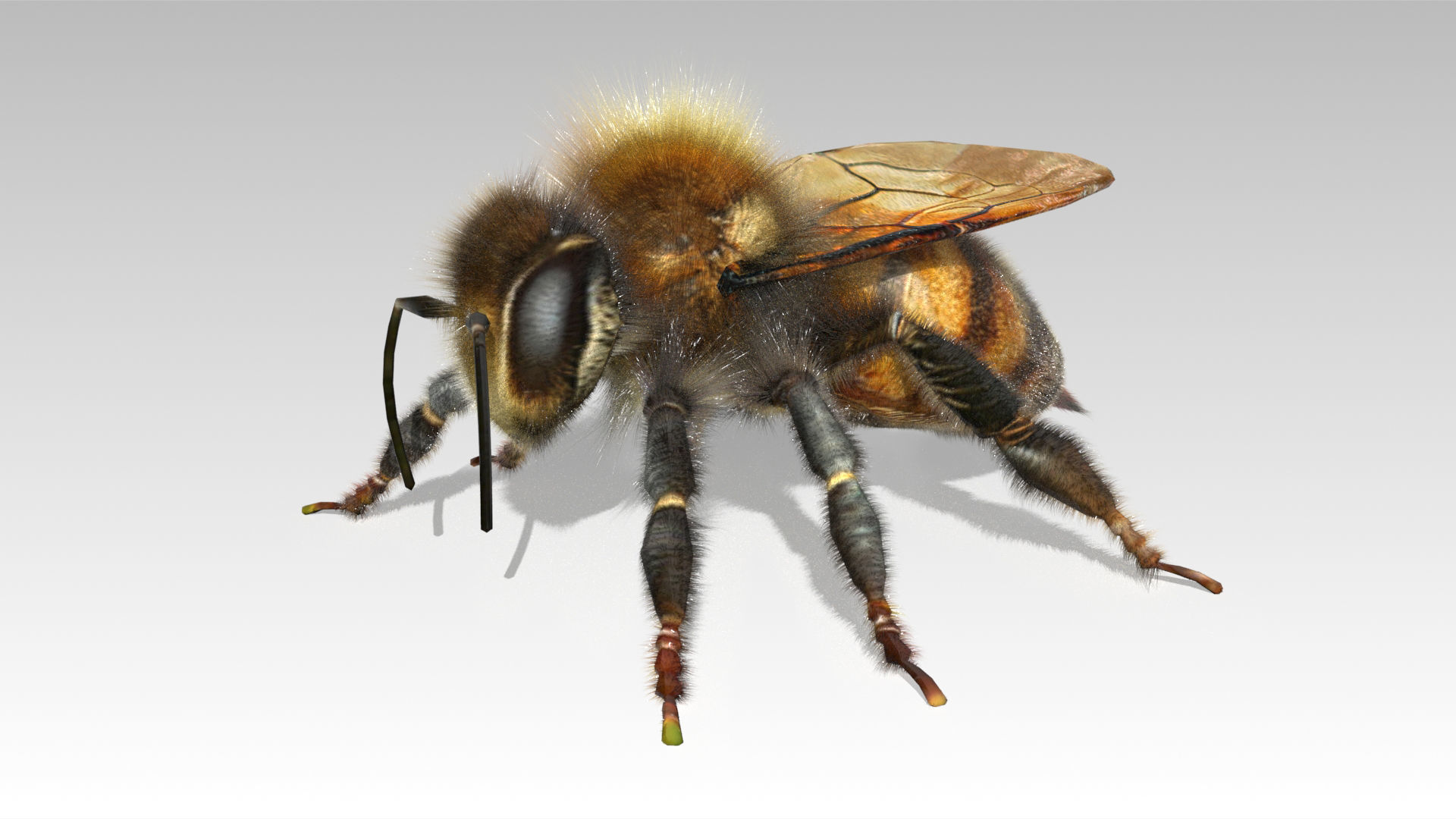 Honey Bee Animated Low-poly 3D model_3