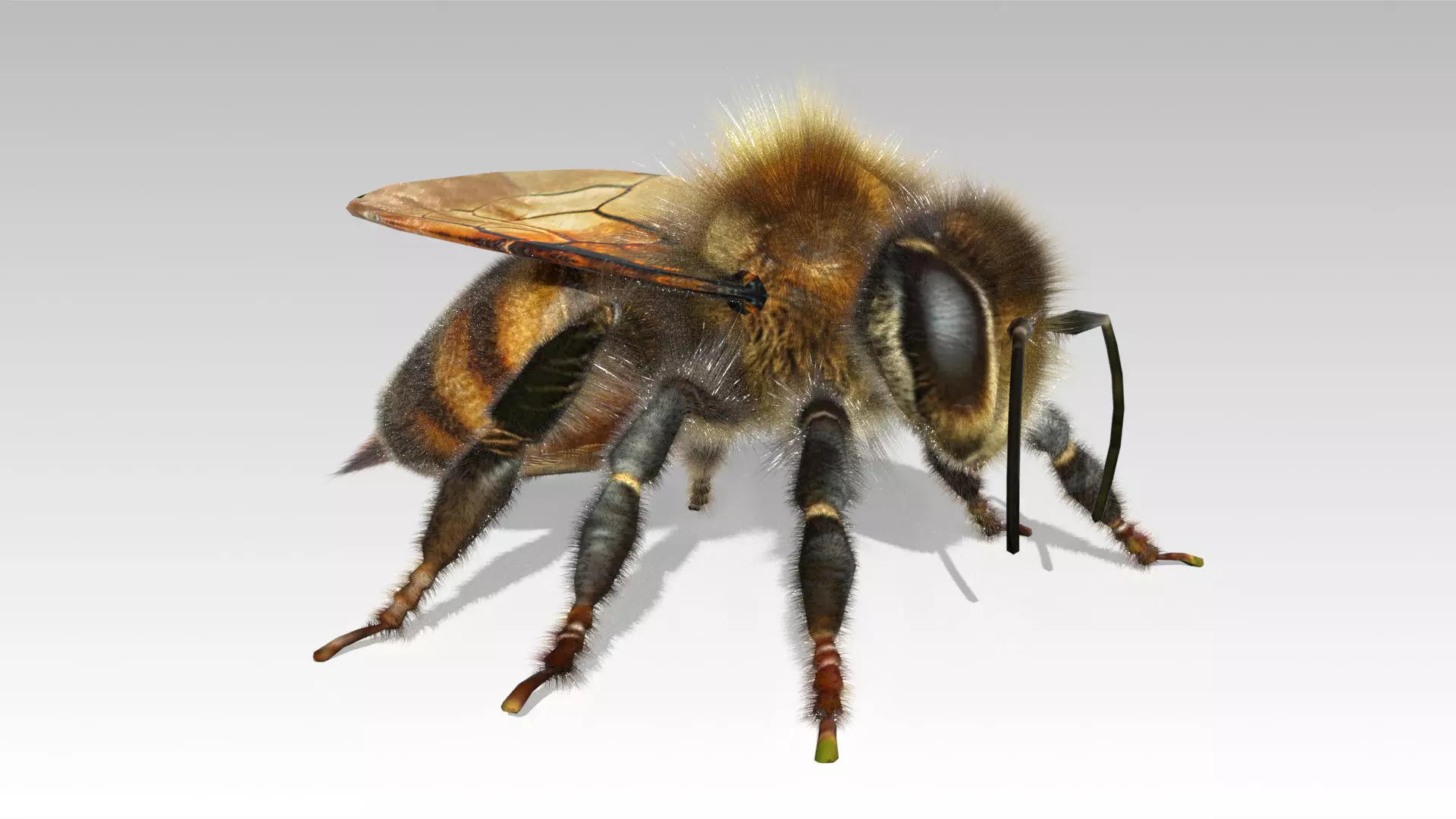 Honey Bee Animated Low-poly 3D model_0