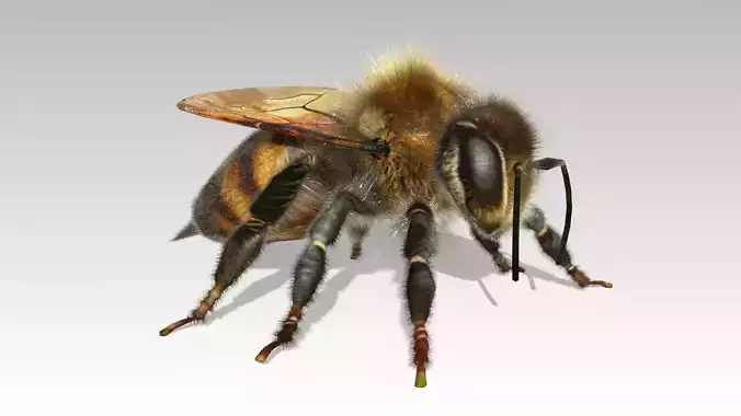 Honey Bee Animated Low-poly 3D model