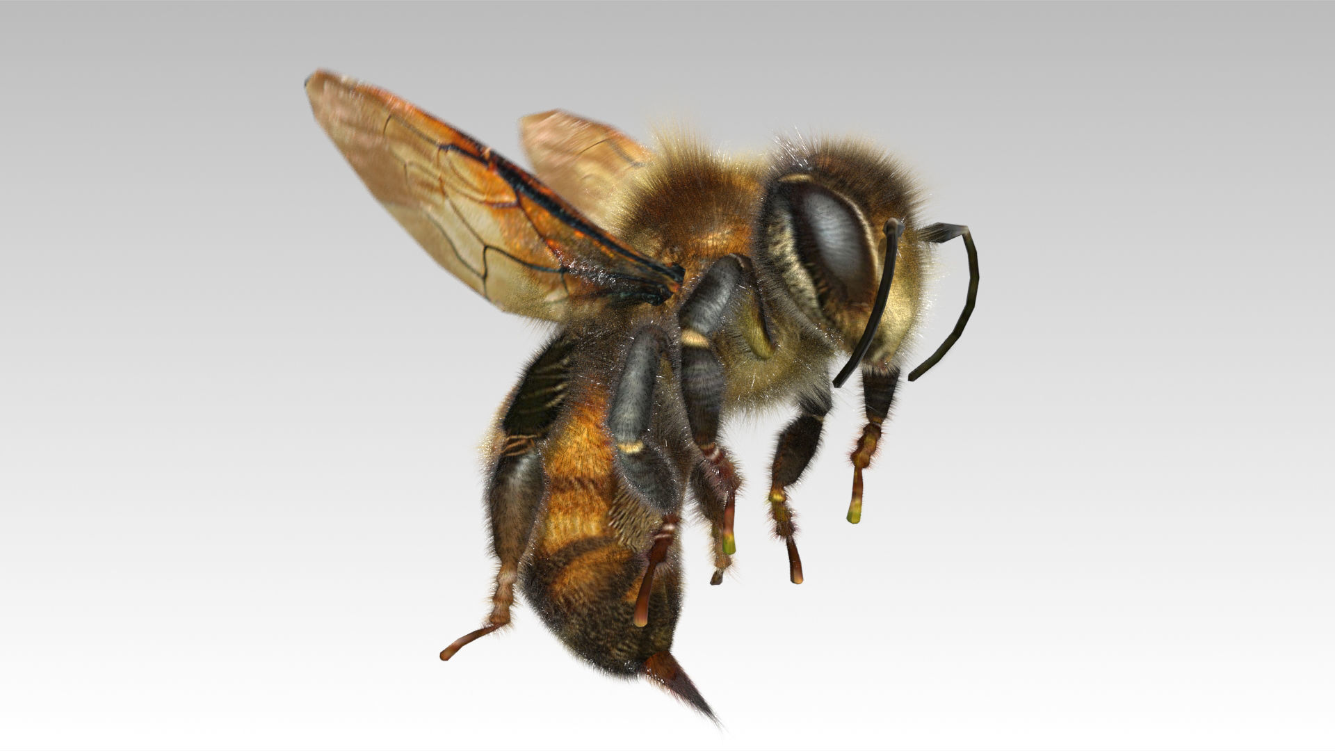 Honey Bee Animated Low-poly 3D model_6