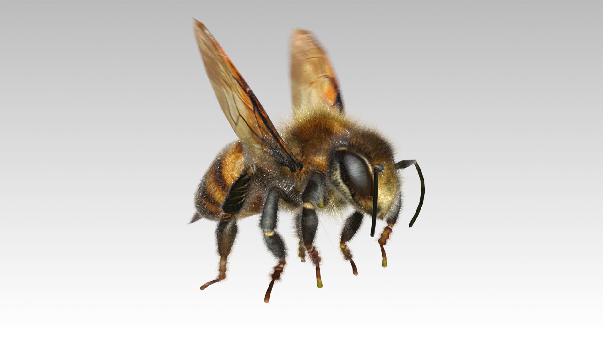 Honey Bee Animated Low-poly 3D model_2