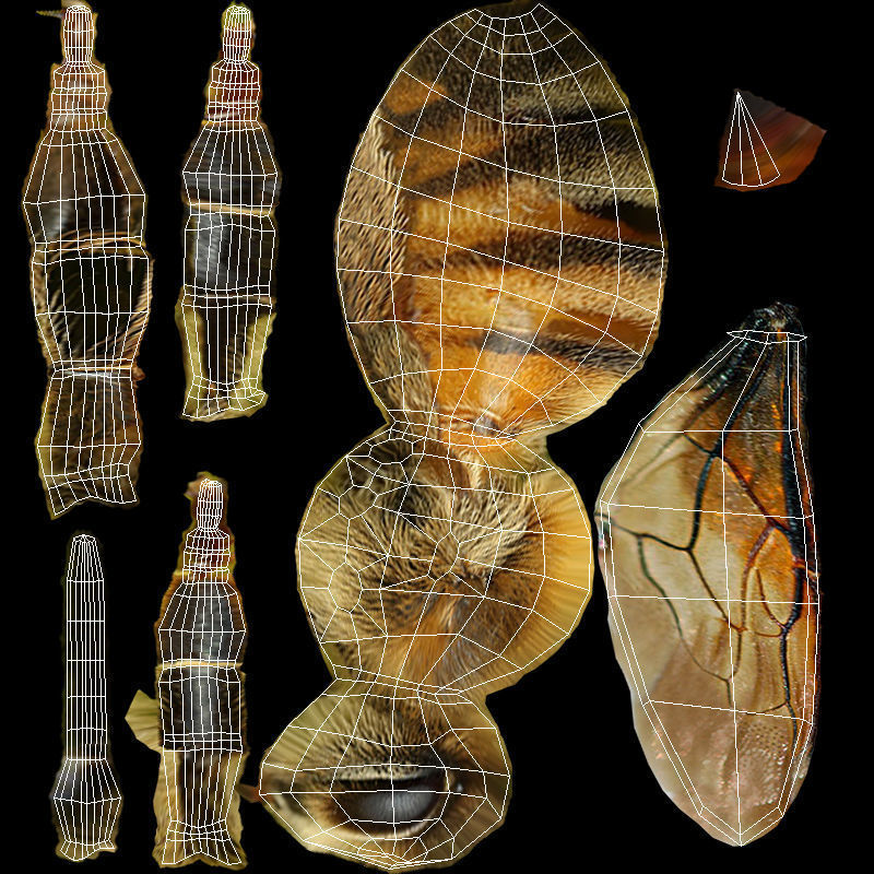 Honey Bee Animated Low-poly 3D model_7