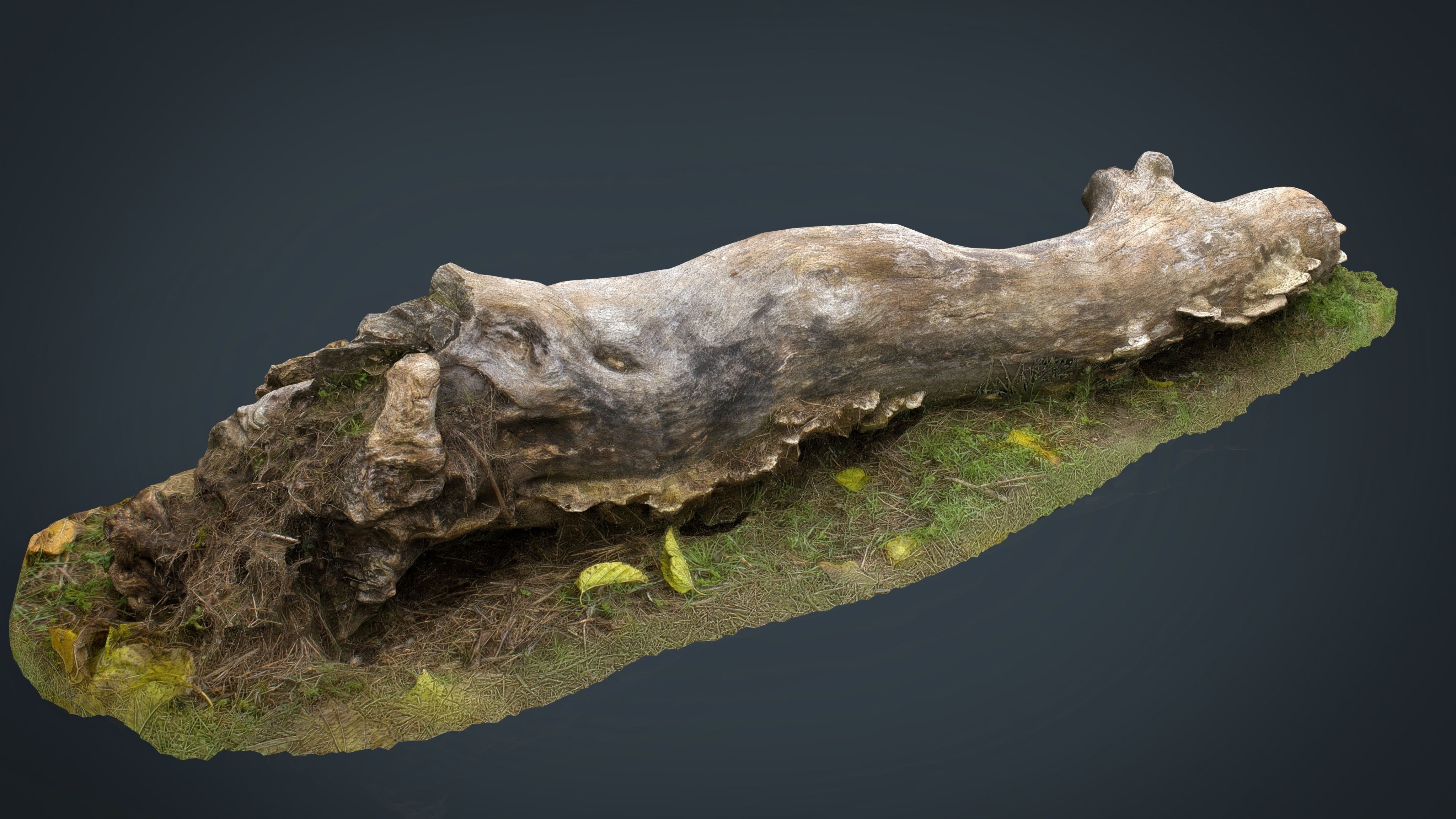 Dead trunk Low-poly 3D model_8