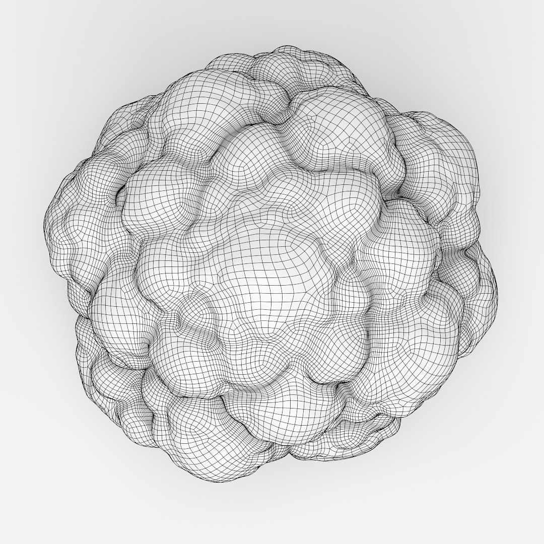 Cauliflower 3D model_9