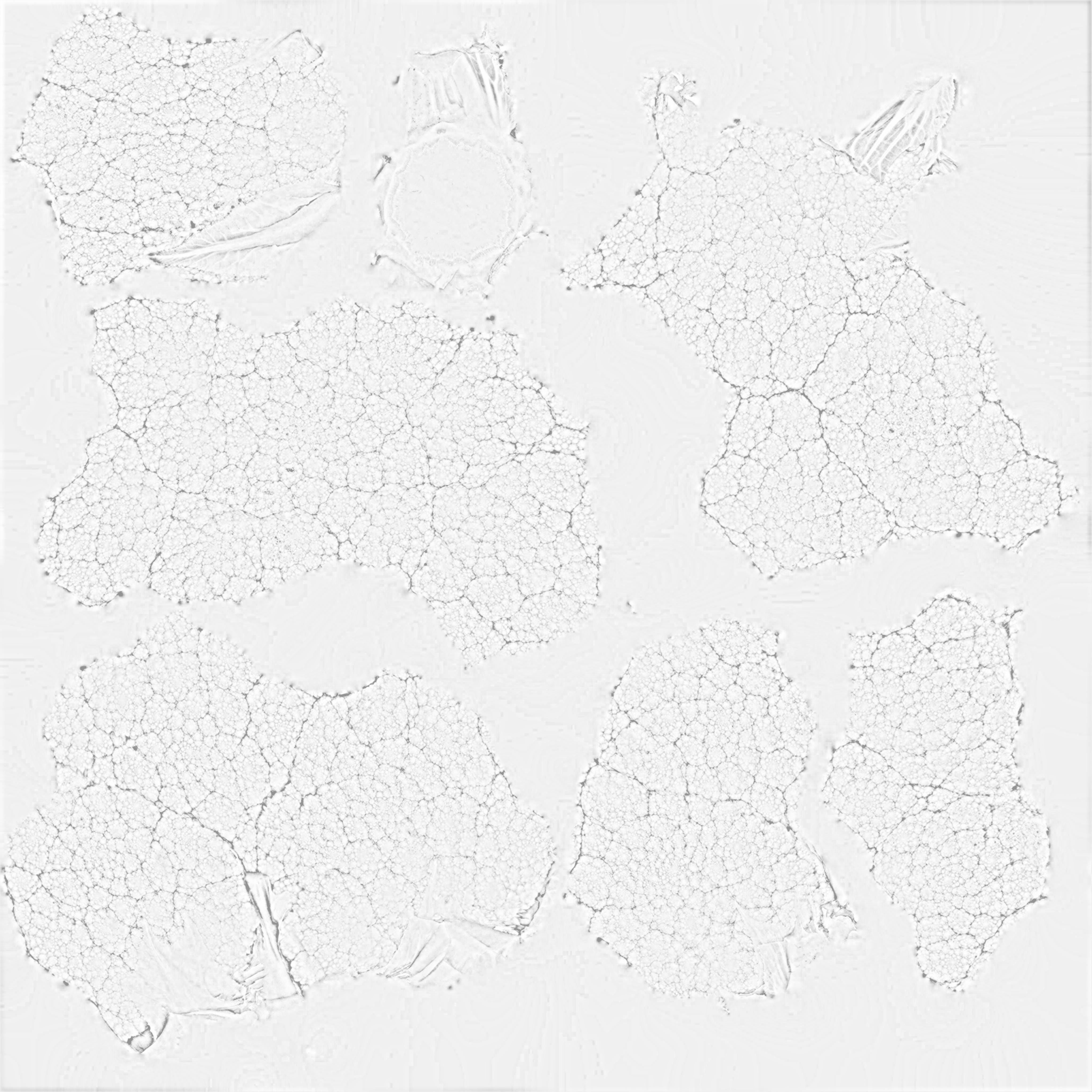 Cauliflower 3D model_14