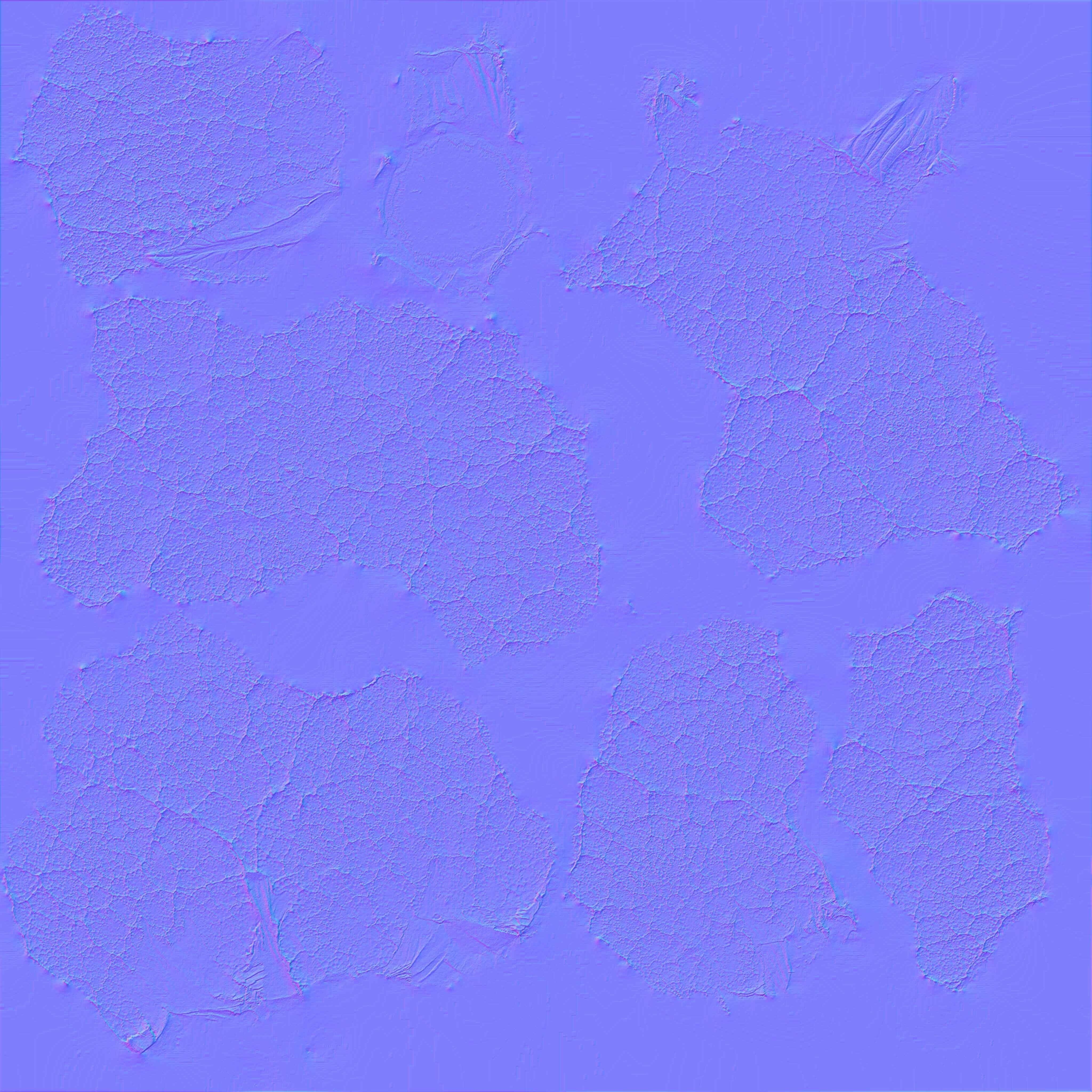 Cauliflower 3D model_13