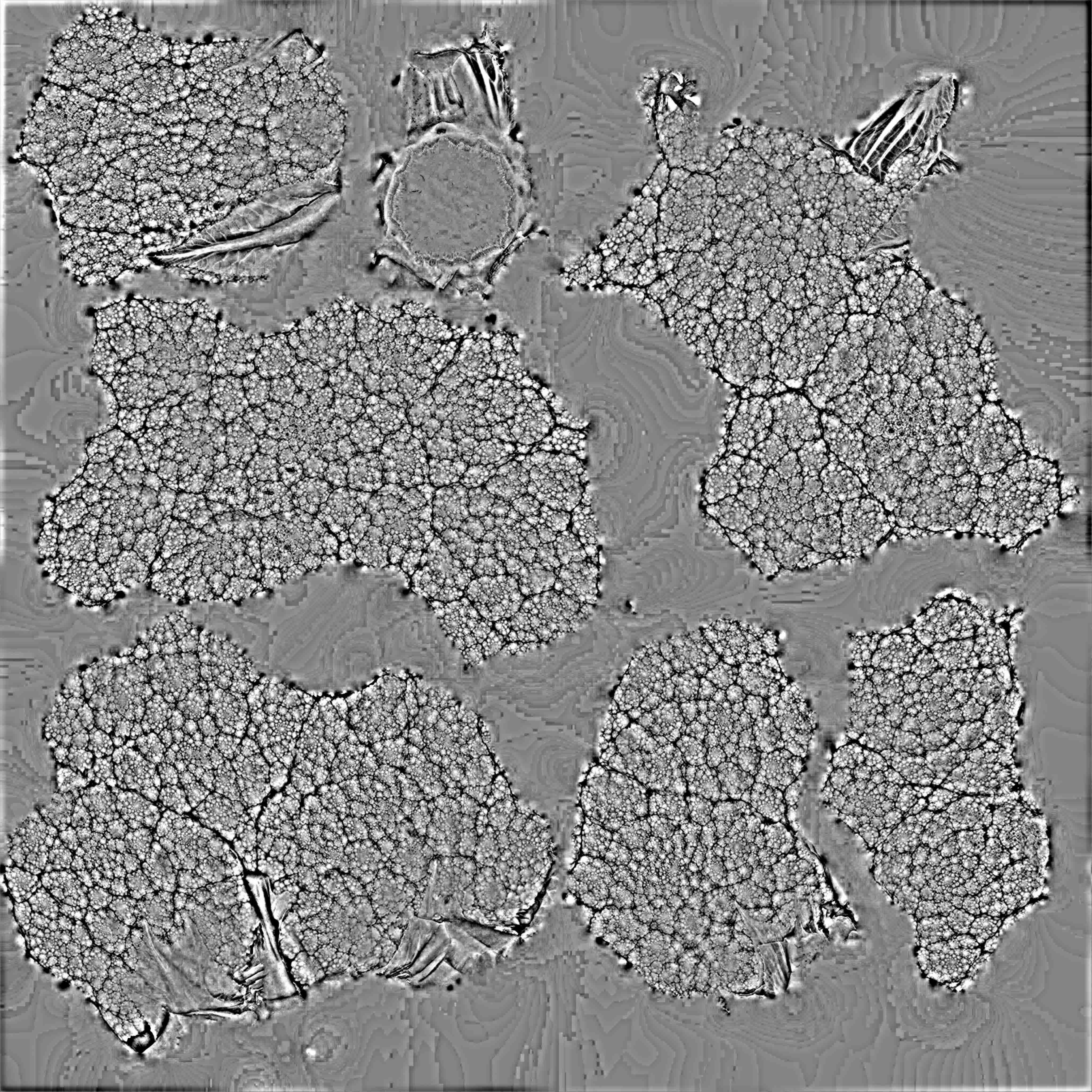 Cauliflower 3D model_15