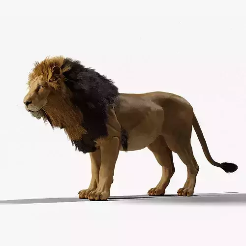 Lion - Game-ready