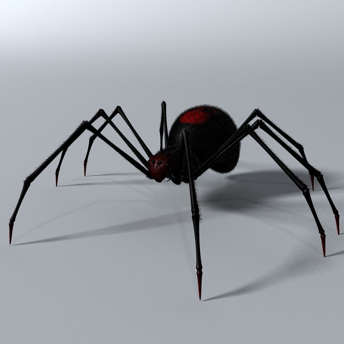 Black Spider Rigged Low-poly 3D model_2