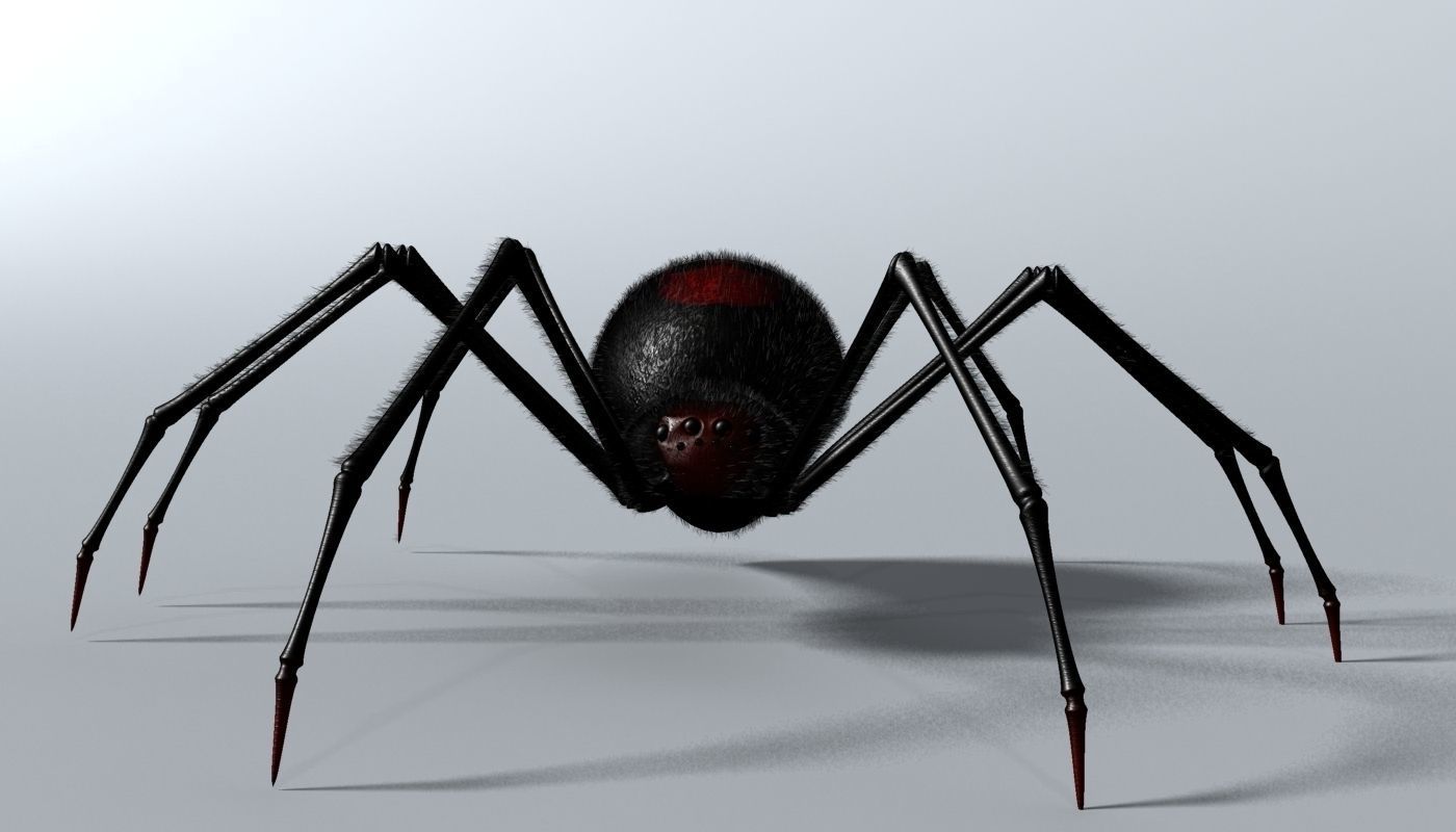 Black Spider Rigged Low-poly 3D model_3