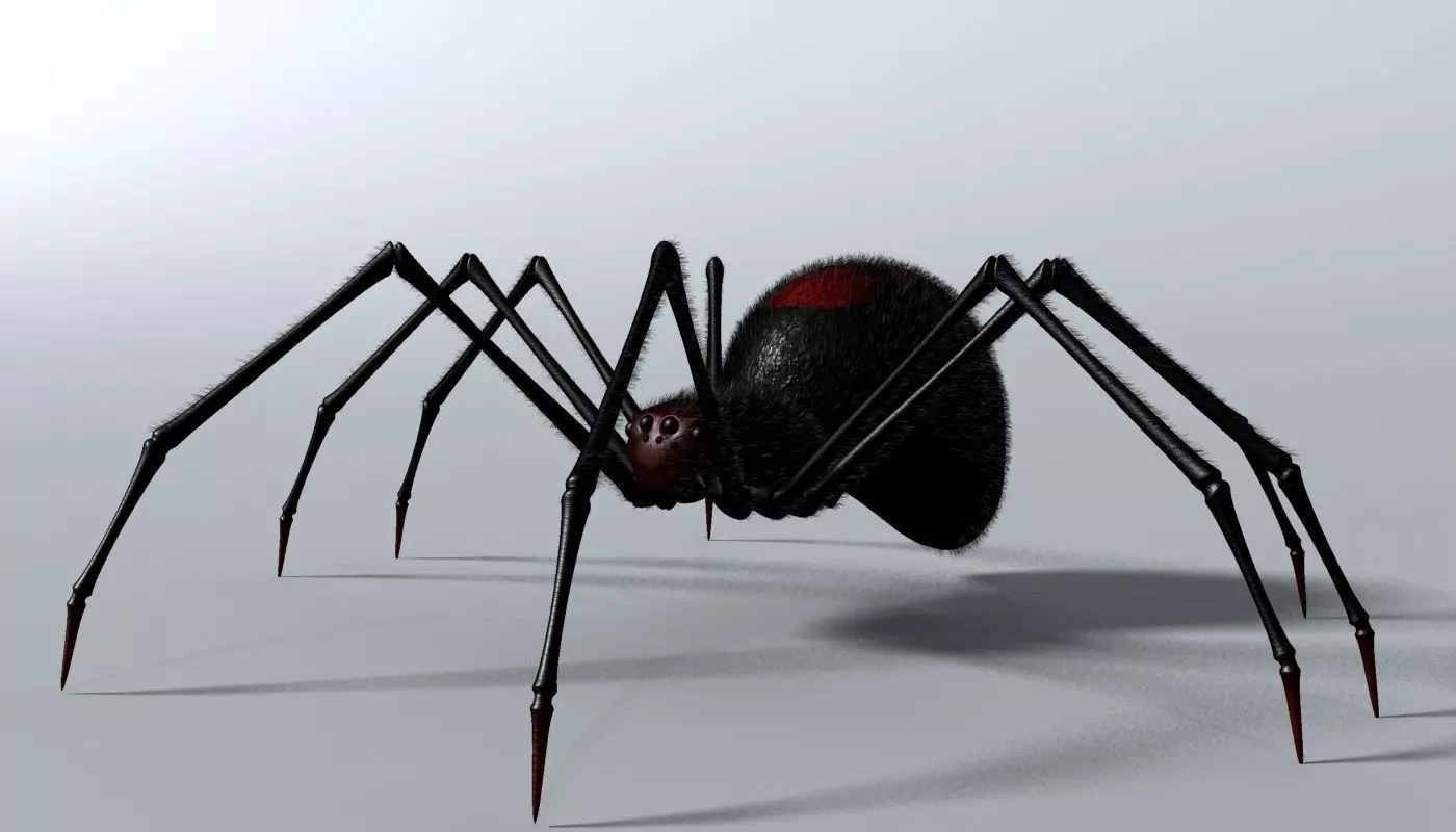 Black Spider Rigged Low-poly 3D model_0