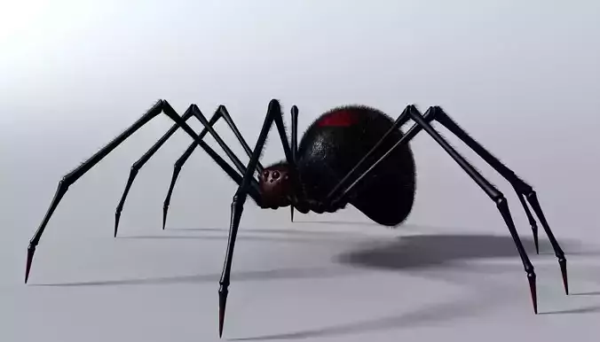 Black Spider Rigged Low-poly 3D model
