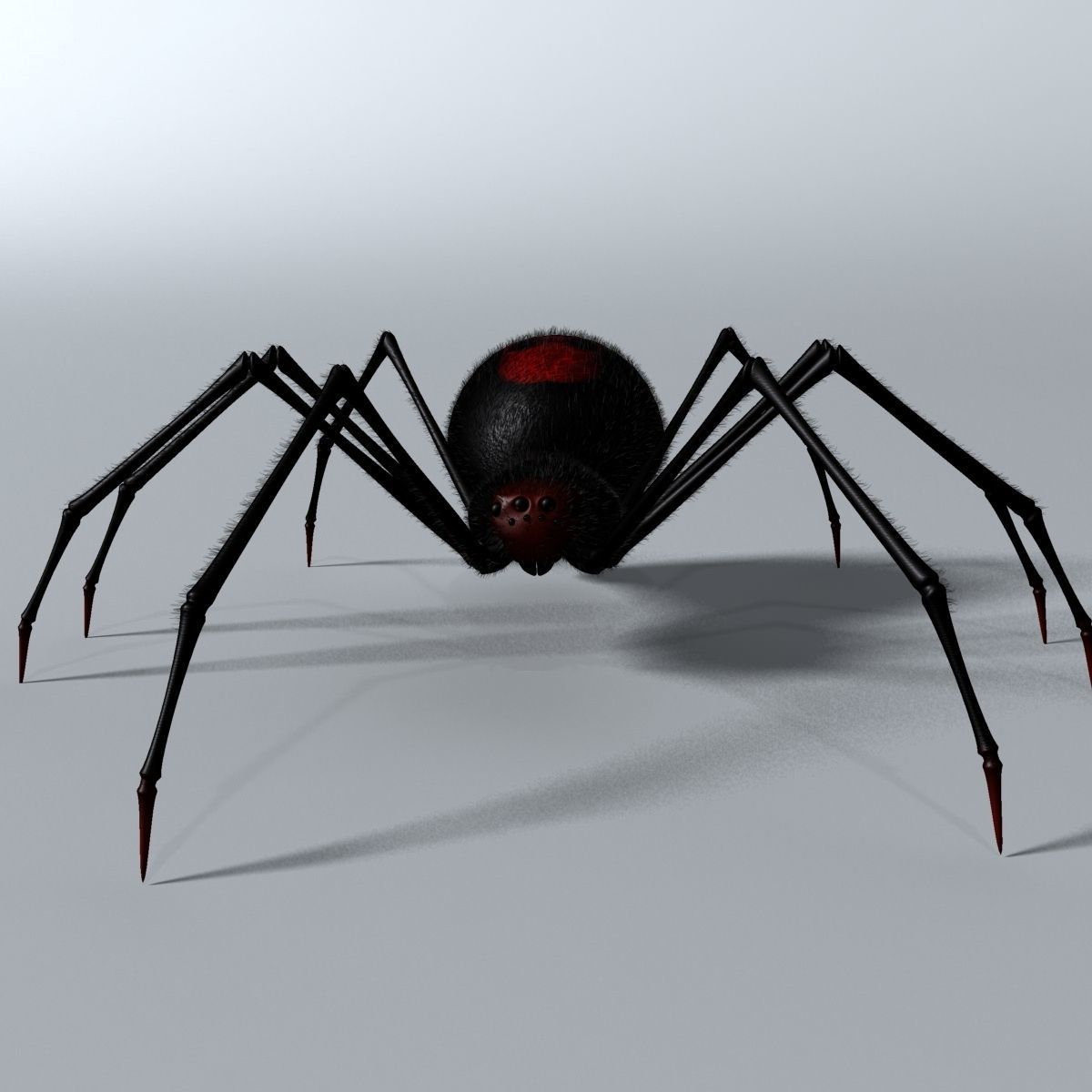 Black Spider Rigged Low-poly 3D model_4