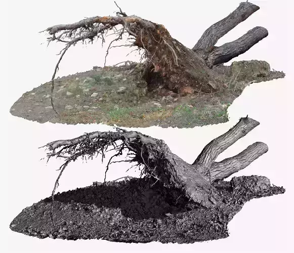 Fallen Pine Tree Bare Roots 16k Textures RAW 3D Scan 3D model