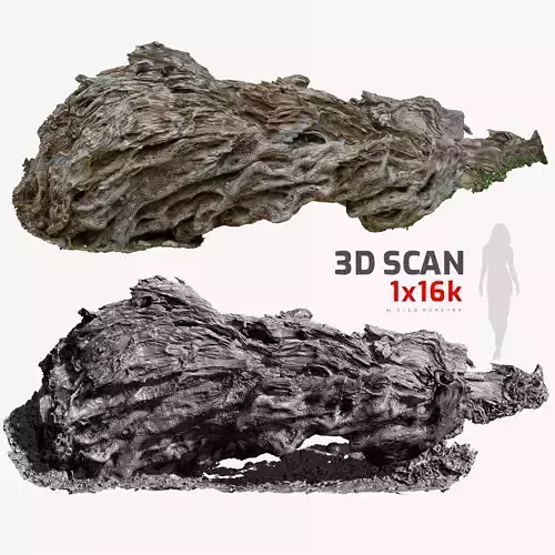 Fallen Ancient Dead Olive Tree 2 - 3D Scan 4x16k 1x16k Textures