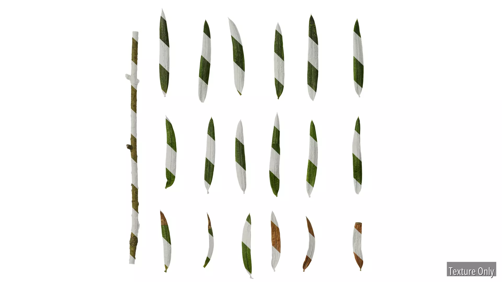 Anydrafts Keteleeria davidiana Leaf 01 Texture