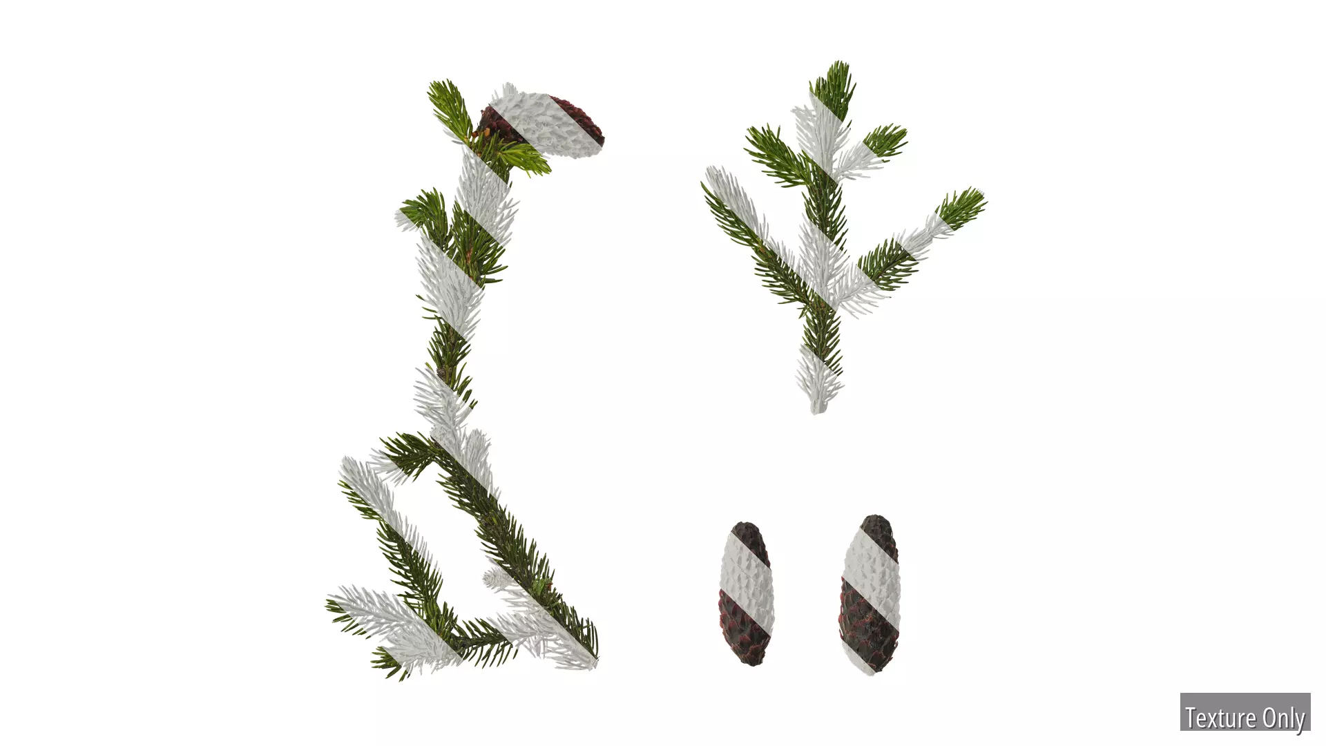 Anydrafts Picea purpurea Atlas 02 Texture