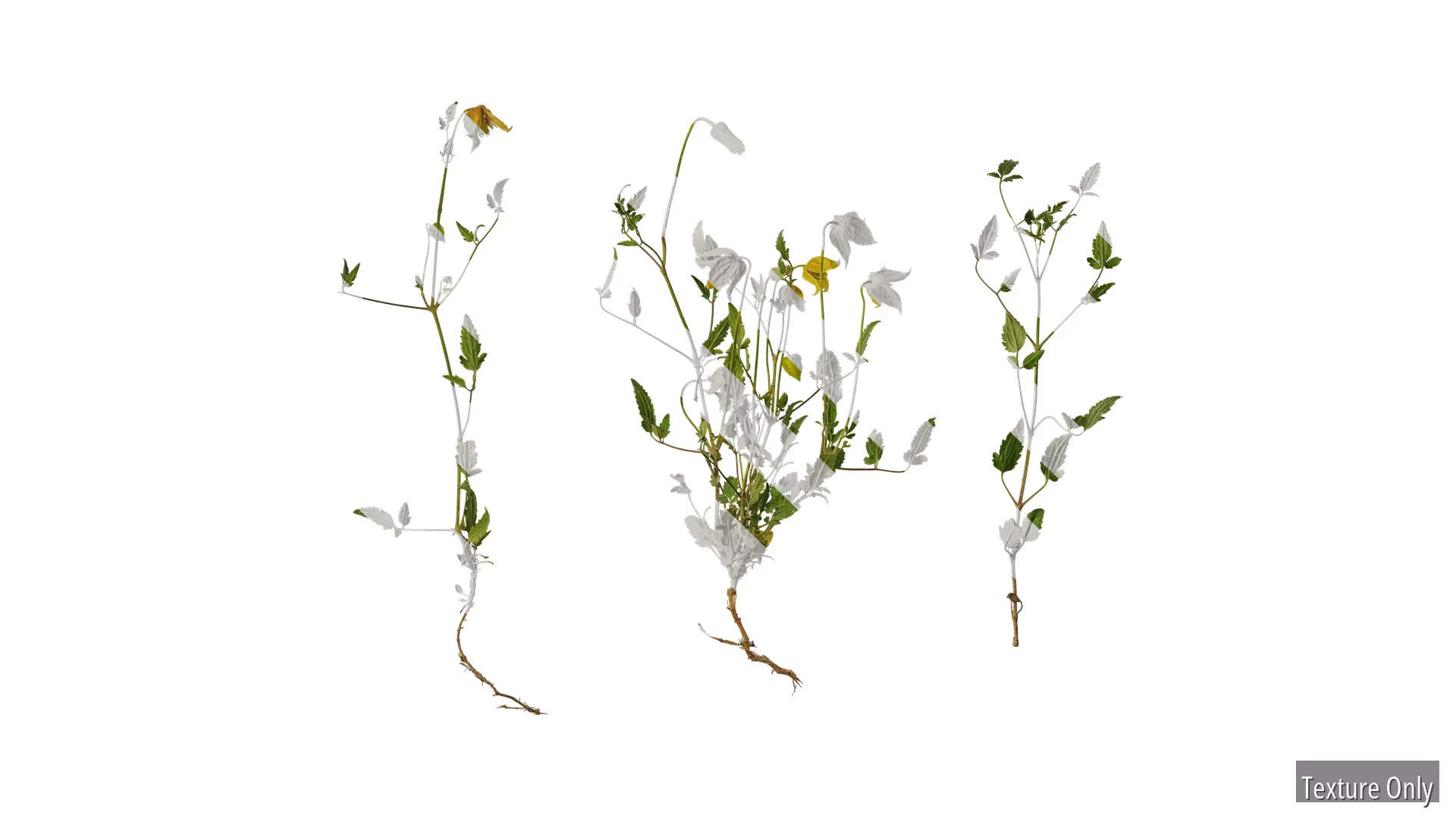 Anydrafts Clematis tangutica Atlas 01 Texture