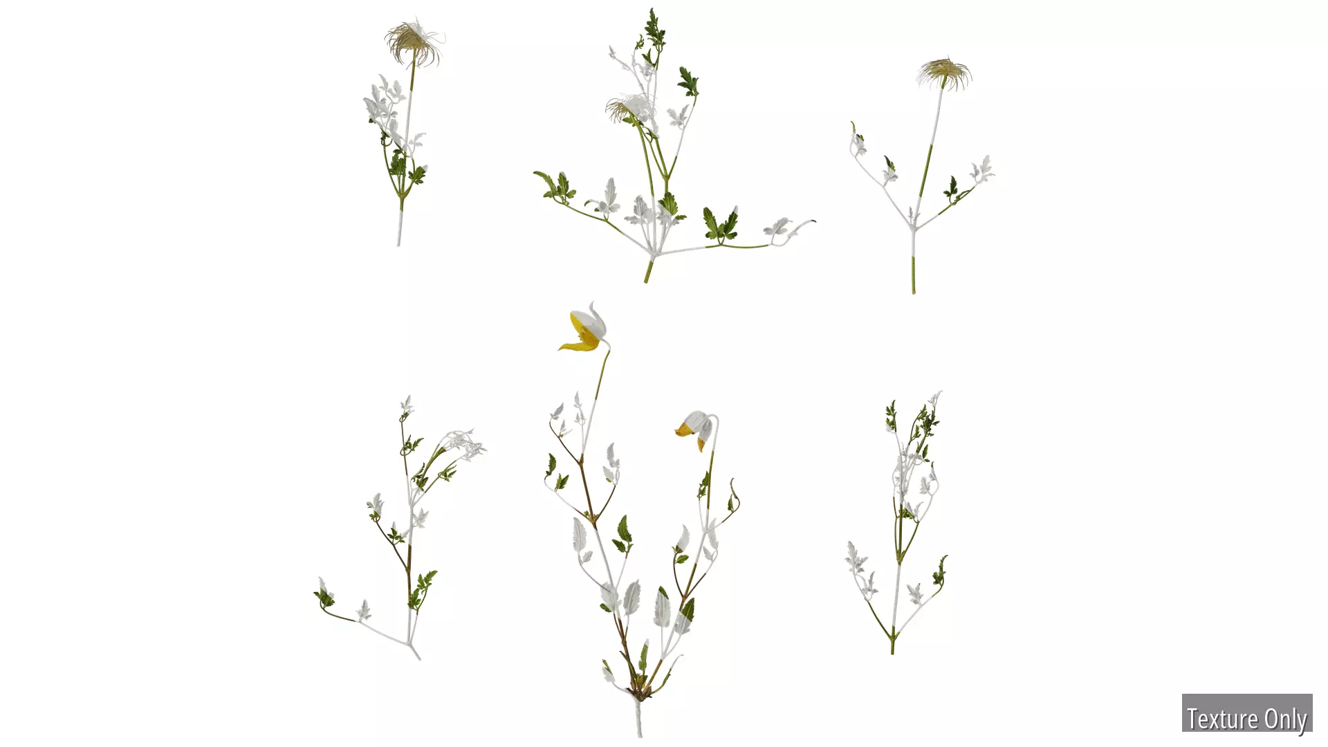 Anydrafts Clematis tangutica Atlas 02 Texture
