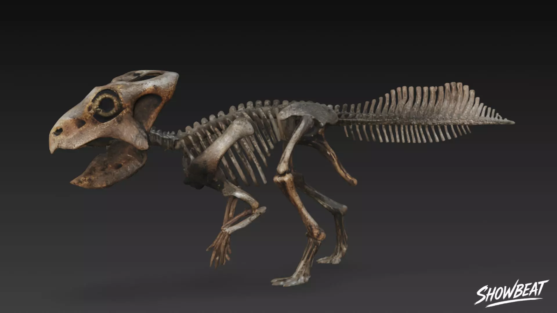 Pachycephalosaurus fossil Low-poly 3D model