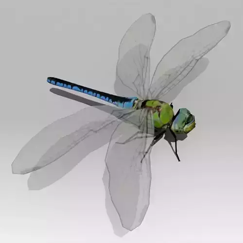 Dragonfly Animated Low-poly 3D model