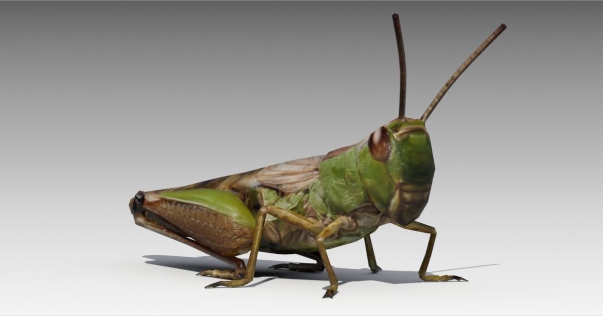 Grasshopper Animated Low-poly 3D model_5