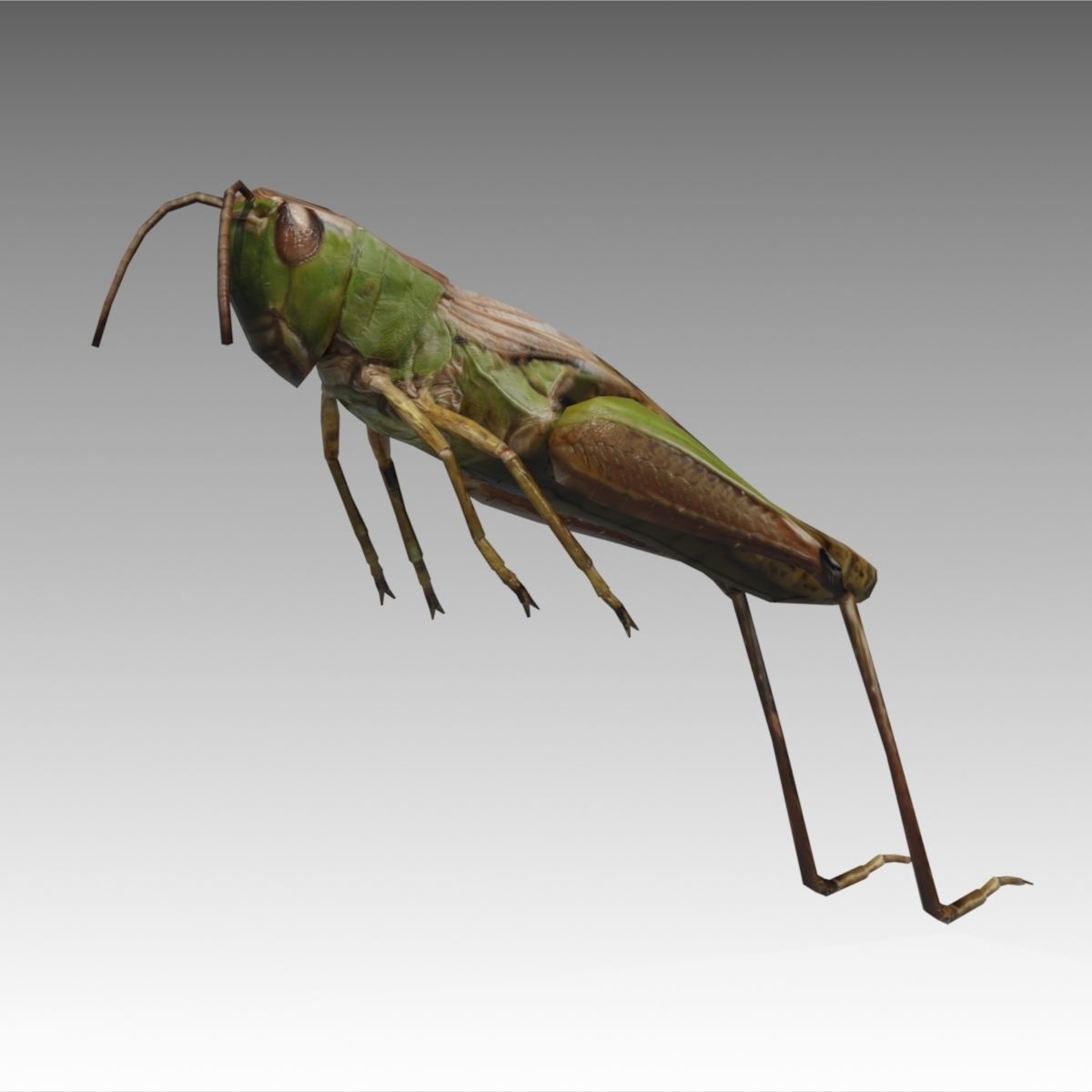 Grasshopper Animated Low-poly 3D model_3